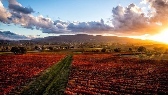 Azienda Agraria Perticaia
