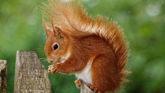 Alverstone Mead
