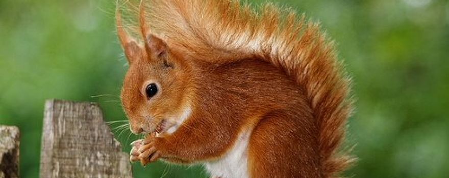 Alverstone Mead