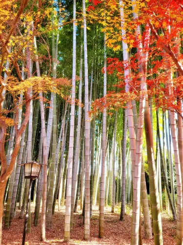 Asaka