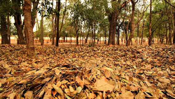 Bosque Municipal
