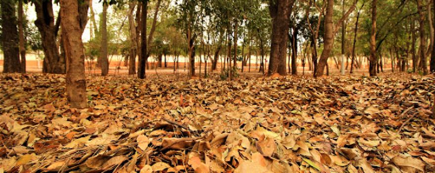 Bosque Municipal