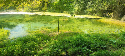Viewpoint Springs