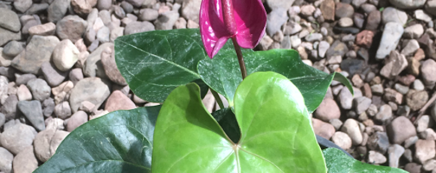 Vivero El Trébol