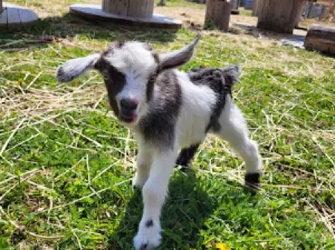 Brudenell Miniatures Barnyard Zoo