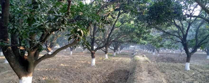 Madhuvan Garden,saidpur