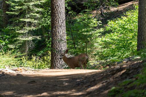 Tuolumne Grove Trailhead