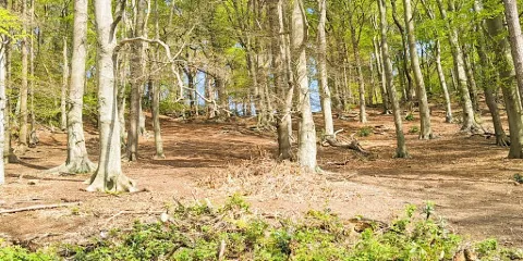 Nescliffe Hill Kynaston Cave