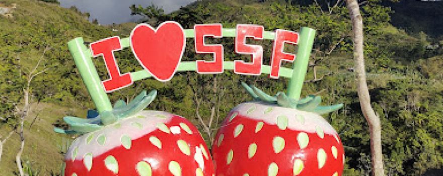 Samson Strawberry Farm and Natural Fertilizer