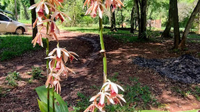 La Guarida De Piro Y Adry