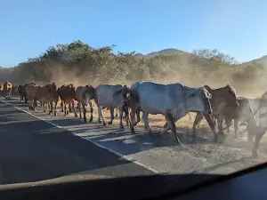 Rotonda Malpaisillo