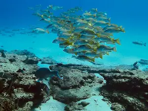 Baja Dive Experiences
