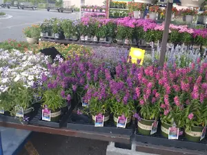 Lowe's Garden Center