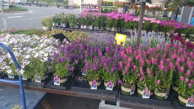 Lowe's Garden Center