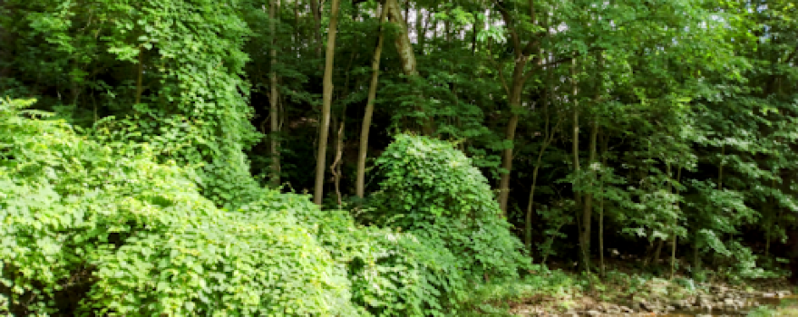 Hollow Park