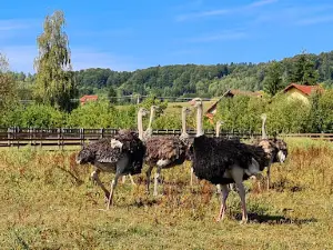 Garden with Ostriches Intorsura Buzaului