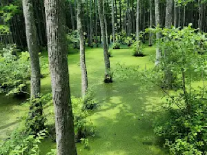 Mineral Slough Boardwalk, Ghost River State Natural Area