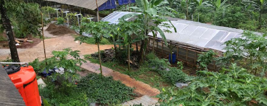 Kebun Buahsayuran Krompeng (KBK) Kemlaten, Kec. TALUN