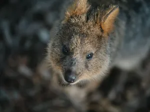 Featherdale Sydney Wildlife Park
