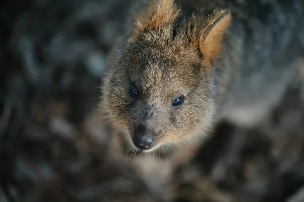 3_Featherdale Sydney Wildlife Park