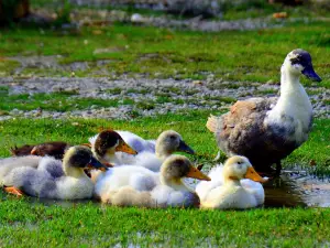 Thematic Park Antalya Discover