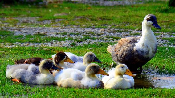 Thematic Park Antalya Discover