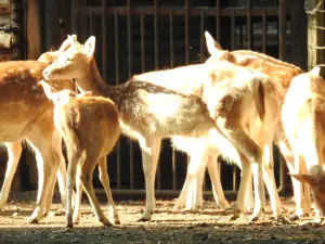 Zittau Zoo in the tri-border area