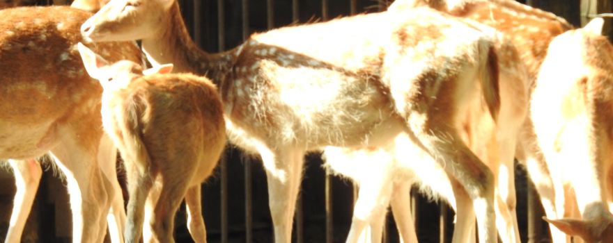 Tierpark Zittau - Zoo im Dreiländereck