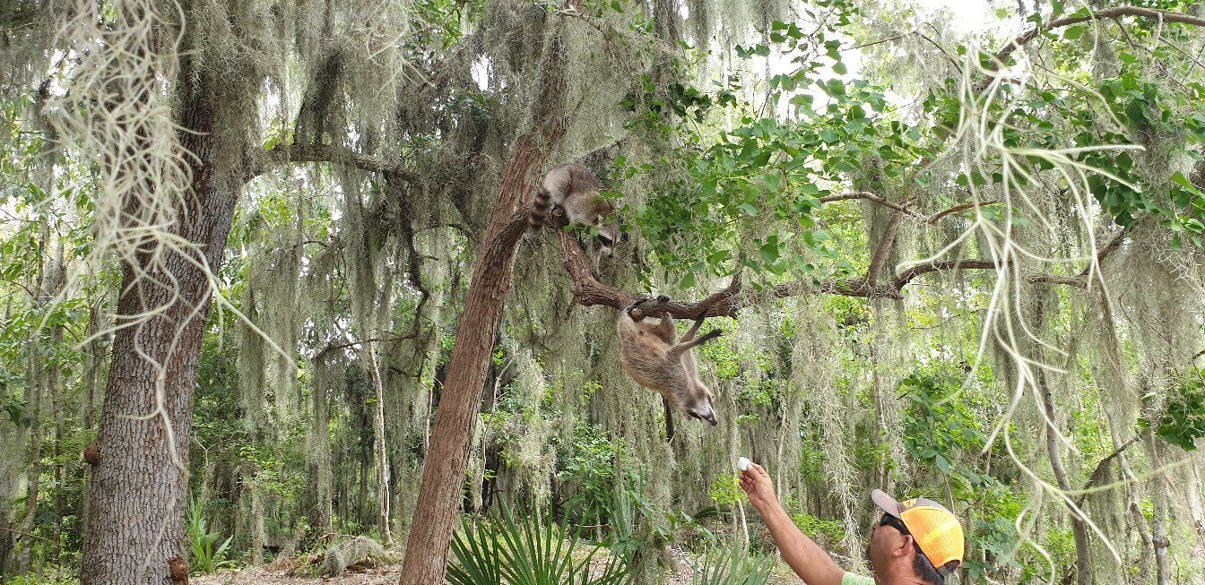 Swamp Adventures LLC