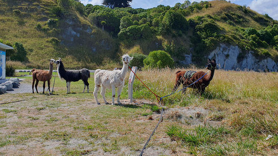 Kaikoura Llama Trekking