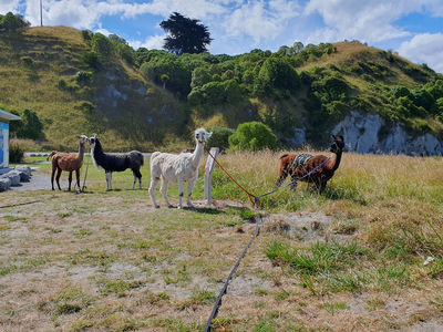 Kaikoura Llama Trekking
