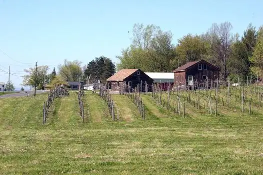 1_Thorpe Vineyard