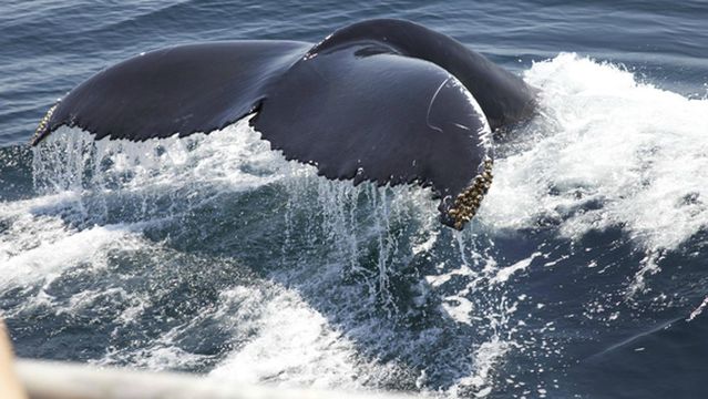 Newburyport Whale Watch