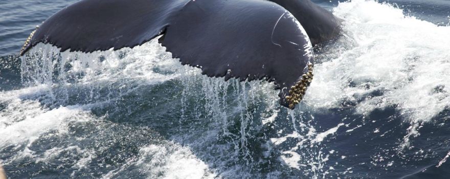 Newburyport Whale Watch