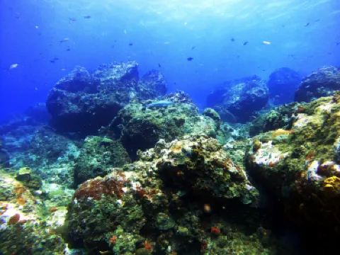 Corn Island Dive Center