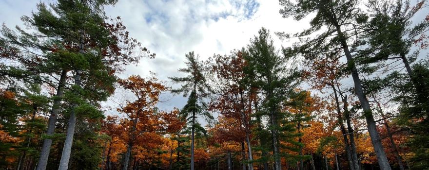 Burt Lake State Park