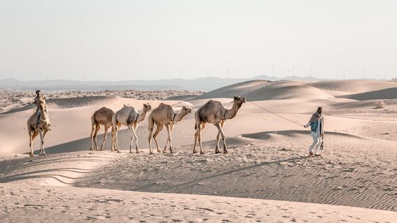 Real Desert Man Camel Safari Jaisalmer