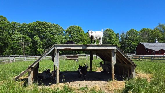 The Farm