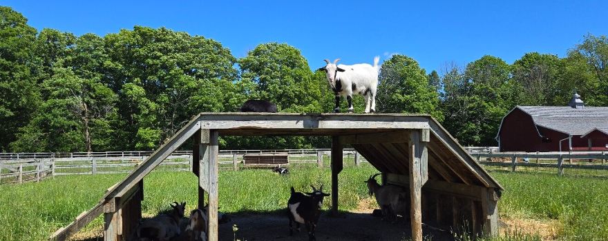 The Farm