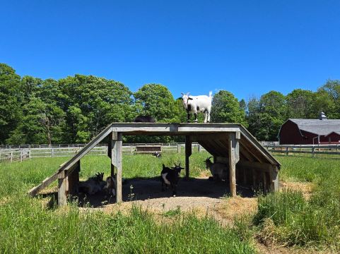The Farm