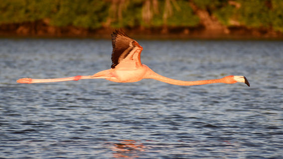 Ria Celestun Biosphere Reserve