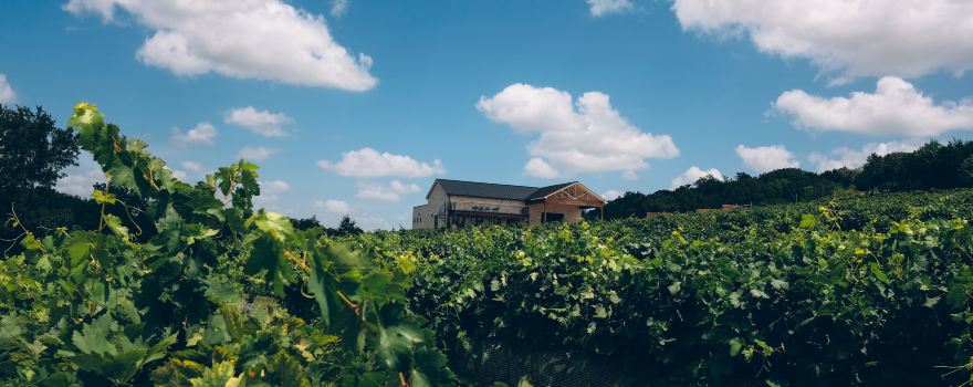 Valley Mills Vineyards