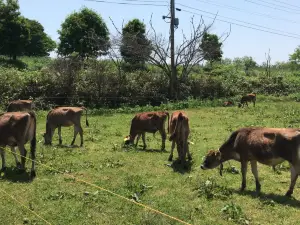 ABITANIA (Abitania) Jersey Farm
