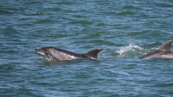 Anna Maria Island Dolphin Tours