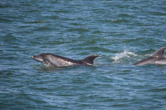 Anna Maria Island Dolphin Tours