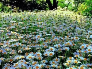 Parc Vîşcăuţi