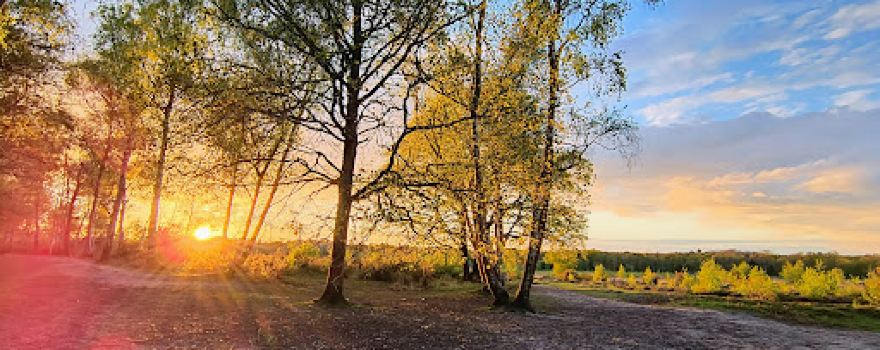 Whitmoor Common
