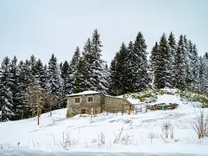Damli Koyu Muhtarligi