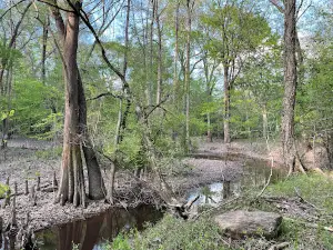 Big Thicket National Preserve, Pitcher Plant Trail