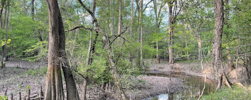 Big Thicket National Preserve, Pitcher Plant Trail